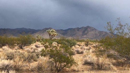 40 acres in Stagecoach Trails Yucca: 000 S Wyatt Earp Rd Rd